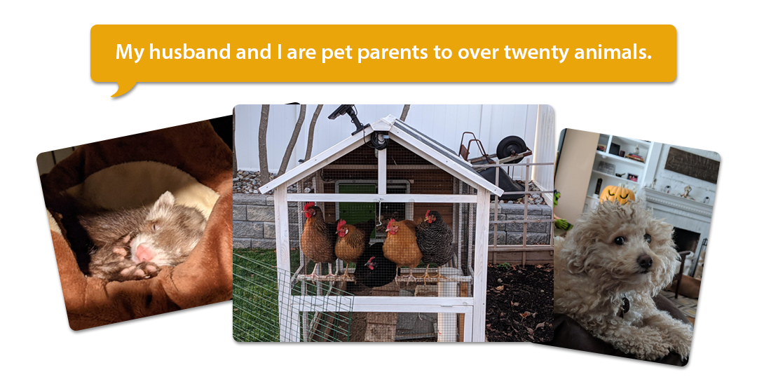 Ferret, chickens, and dog