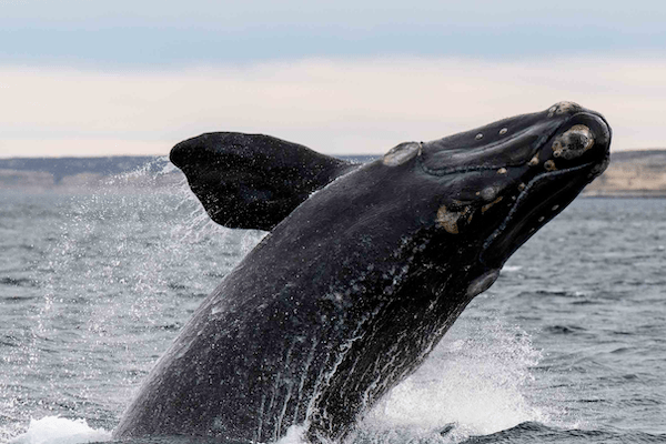 Scientists harness AI to help protect whales